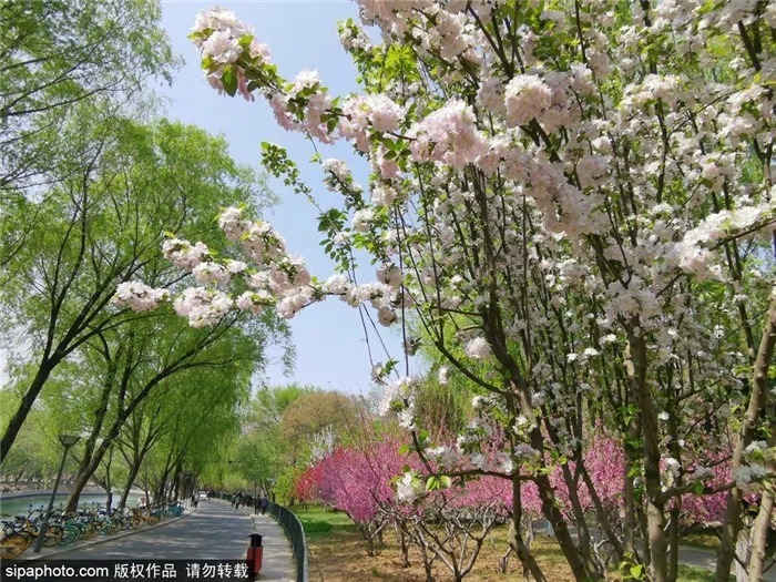 抓紧！这类花再不去看，一阵大风就明年见了！本周还可以去北京这些地方!