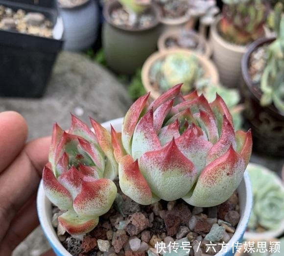 多肉|关于多肉度夏,只要我们做好2点,温度再高也不怕,度夏很容易
