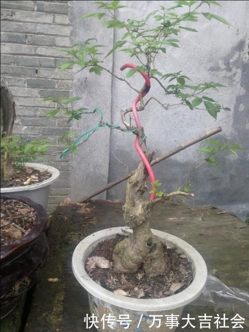 适应性|山上有什么植物适合用来做花卉盆景的吗?