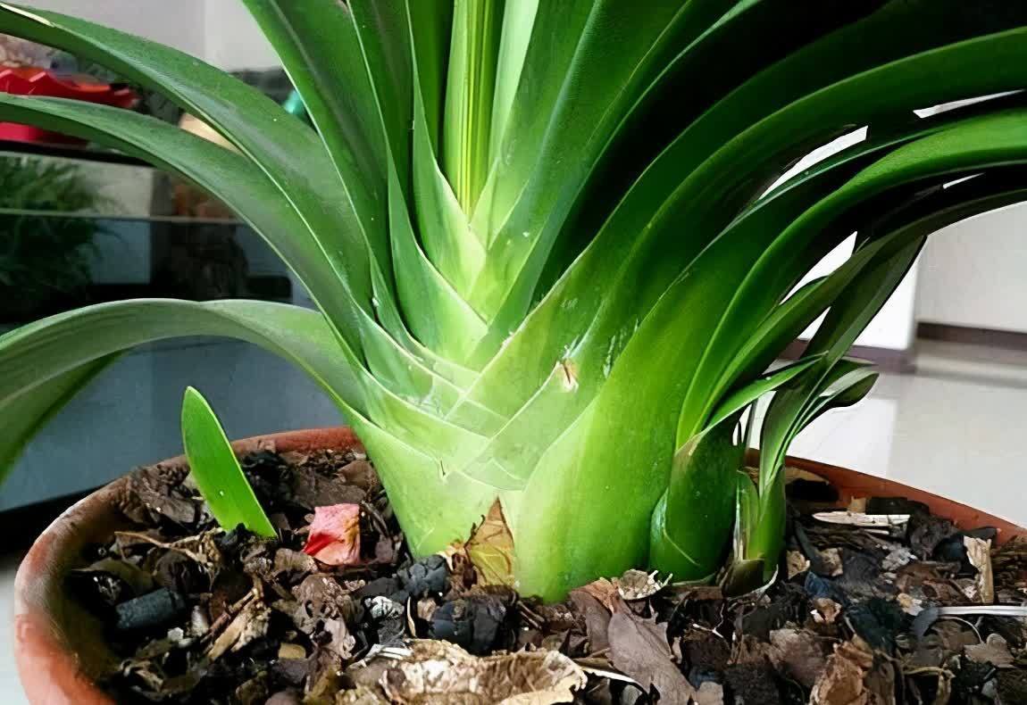 “一等养花肥”从不需花钱买,亲自动手制作,效果好还不烧苗