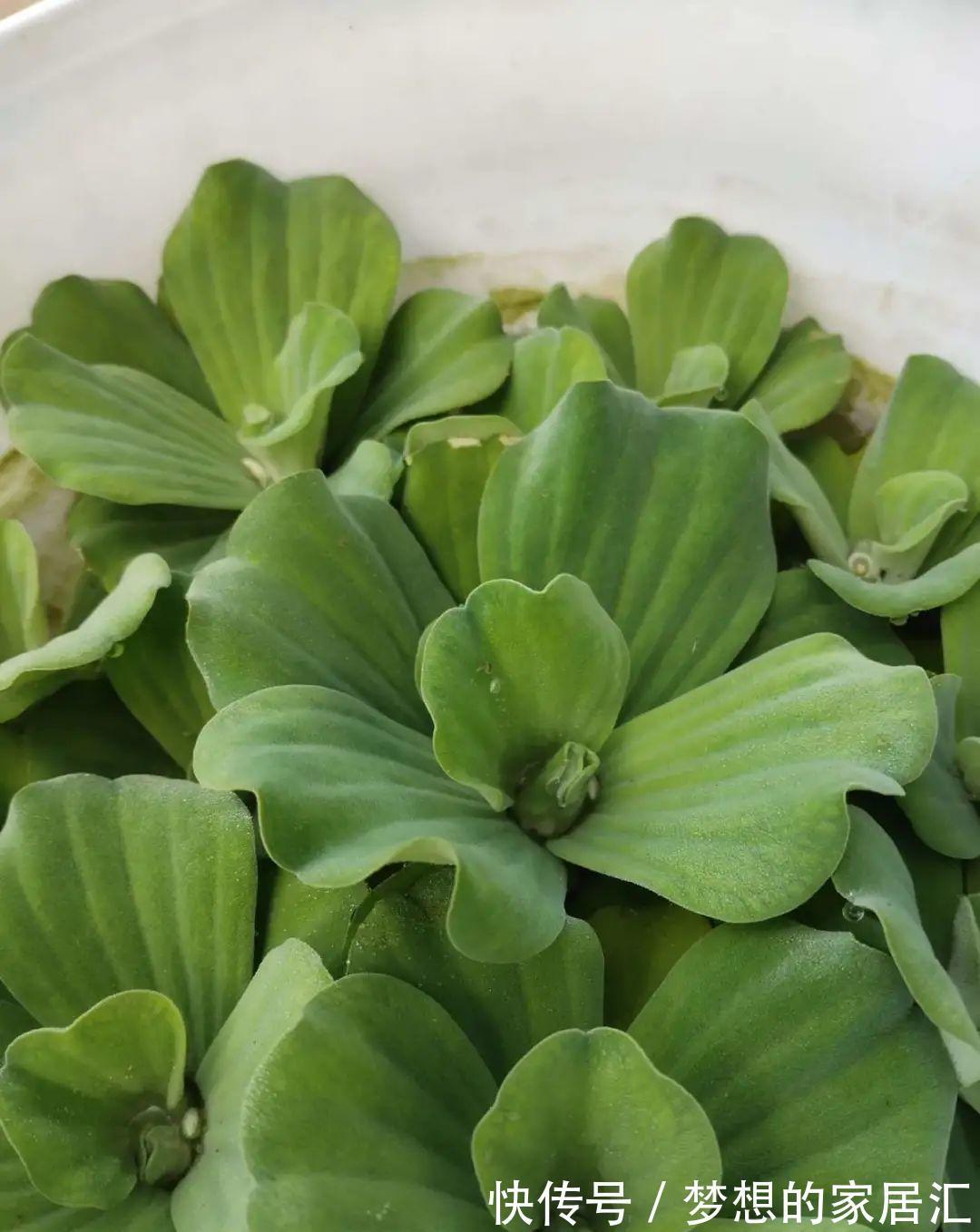 10种花太能喝水,一天一瓢水,7天爆满缸