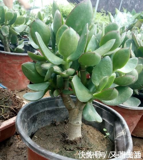 小花|这3种花碰上雨天要搬回家,一淋雨就烂根,再次复花不容易
