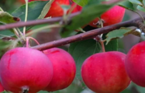 美容养颜|秋季8月养生正当时,女性常吃的食物,美容养颜,清理毒素身材好