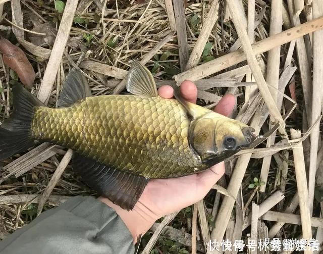 钓鱼|禁钓范围逐步扩大已是大势所趋,或将对钓鱼人、渔具业影响深远