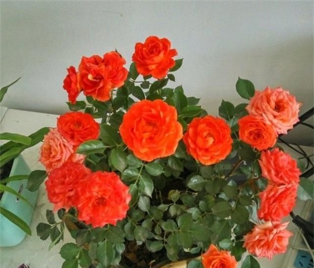 要养|4种性价比超高的盆栽,既是盆景又是果树,少抽两包烟也要养一盆