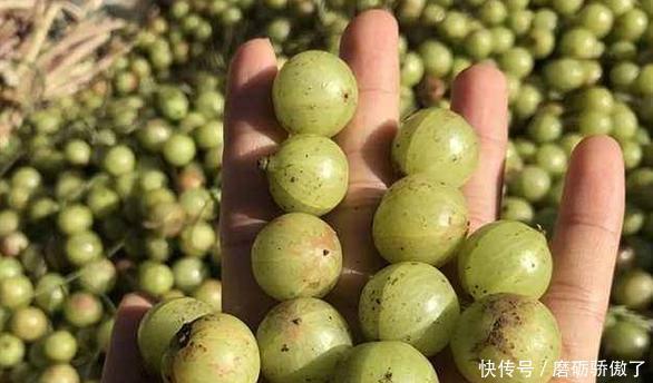 健脾|这水果维C是蓝莓的三倍，它被誉为“野果之王”，清热凉血，健脾