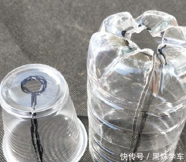 橡皮树打顶前,树皮割几刀,套个杯子,1月得到全新大苗!