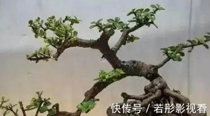 大众号|金枝玉叶盆景的造型以及修剪方法,全部教给你!