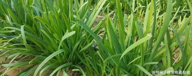 同一种野生植物，在美国是“灾星”，在我国是宝贝疙瘩，不够吃