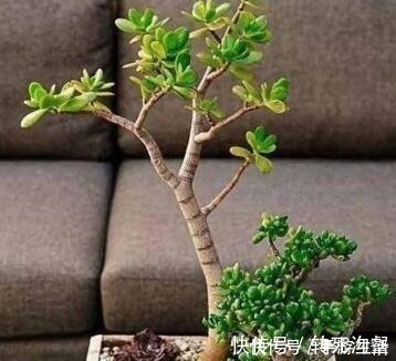 明白人都养“3种树”,看着很“普通”,殊不知,越养越“值钱”!