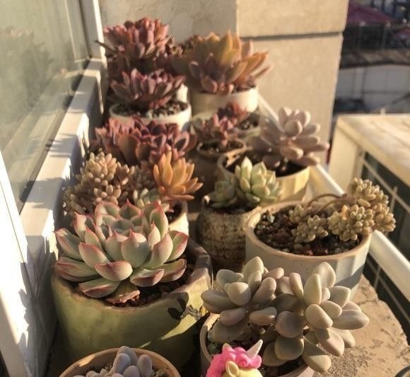 根系|多肉买回家,种到盆里别着急浇水,1周后再浇水,发根更快