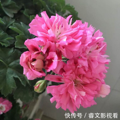 阳台种了30多种天竺葵,美不胜收,客人来了都舍不得走