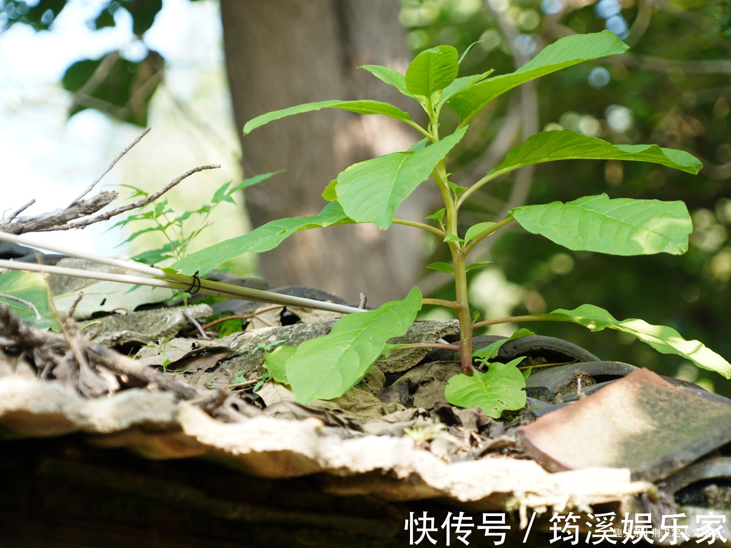 后院|6旬农民大妈家长出1棵野人参,枝繁叶茂万元不卖,看看啥样