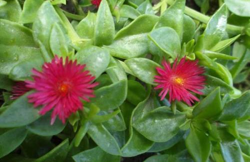 子宫|子宫光滑的女性，都爱吃以下四种食物，缓解痛经，预防子宫早衰