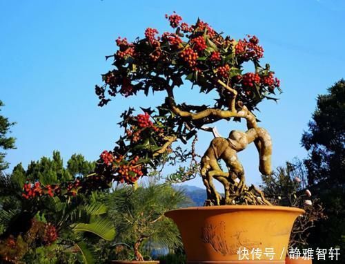 观叶|枸骨是制作盆景的好素材,集观形、观叶、观果于一身,还很好养活