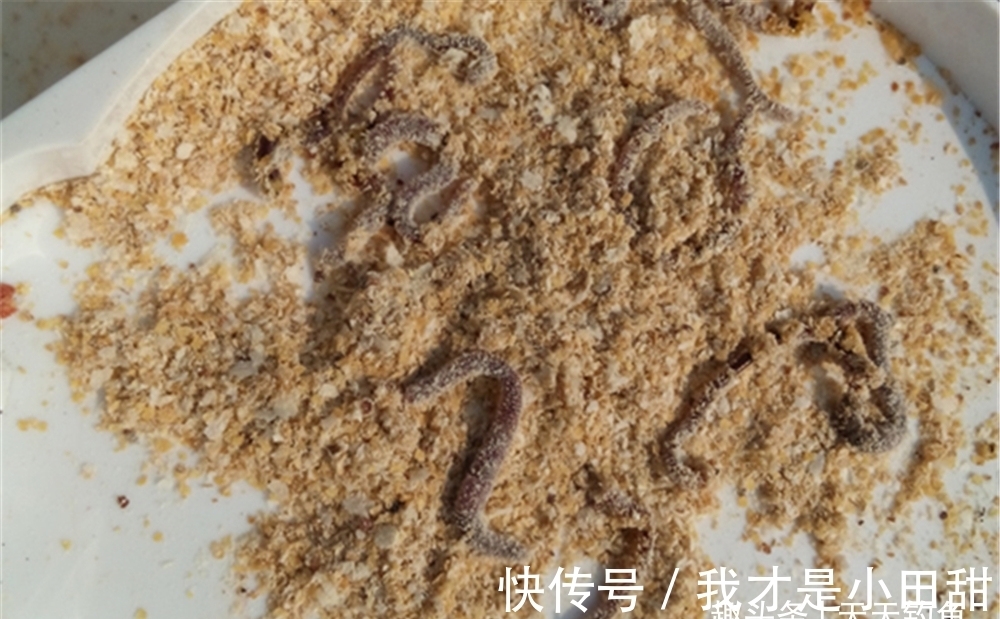 浅水|冬钓万金油:一要看天气,二要看钓位,三要看钓法,四要看饵料!