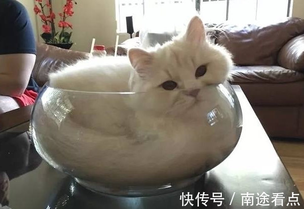 |猫是固体还是液体？搞笑诺贝尔奖得主用理论证明