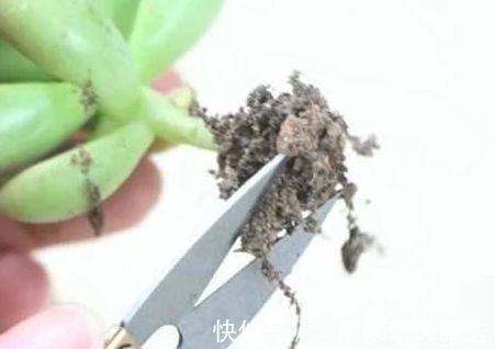 网购多肉要谨慎,两毛钱一棵,叶子掉光了,教你快速拯救多肉