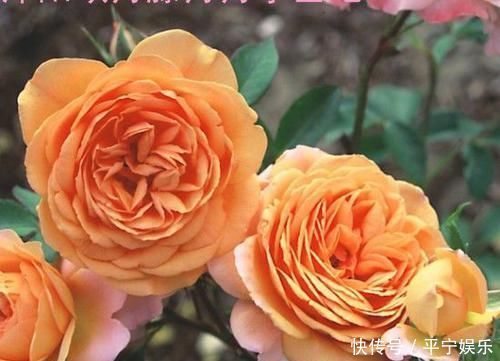 适合养在室内的5种花,给点阳光就灿烂,开花爆盆很简单,真漂亮