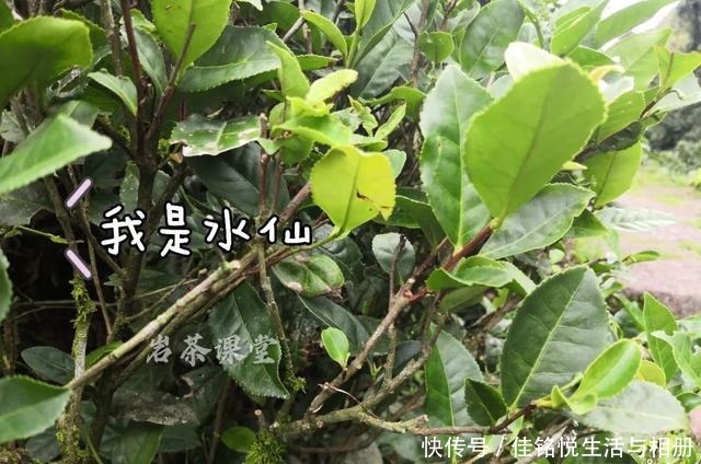  大红袍|武夷岩茶秘辛，三百多年的母树大红袍，为什么长不成参天大树