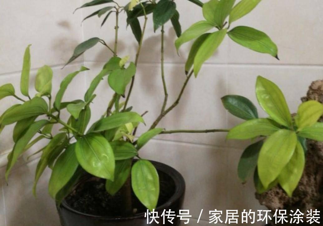 不起眼的紫药水，原来掌握住用法，养花有这么多好处