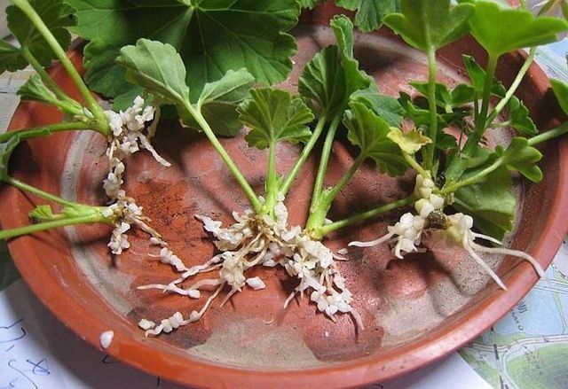 枝条|秋凉扦插“3种花”，枝条沾上“水土”，7天呼呼冒白根