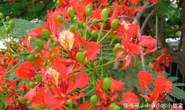 种植|最适合庭院、屋顶绿化种植的植物,各月开花顺序整理,不收藏吗?
