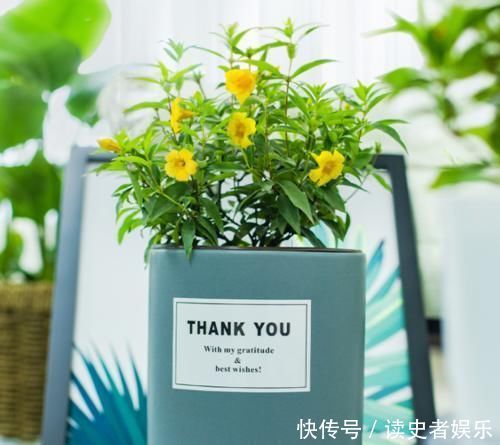 毒花|以前是公认的毒花,现在成了“网红花卉”,爱花人的阳台上常见到