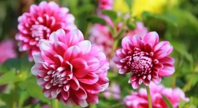 此花,人称“最美草花”,比牡丹好养,比芍药更美,花一开180天