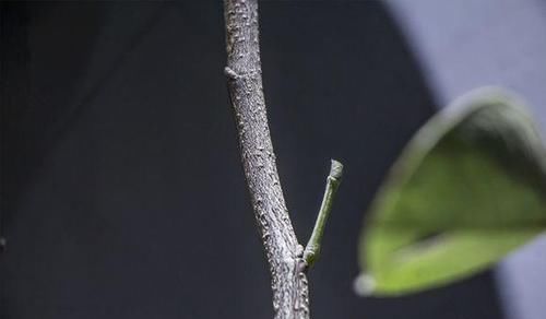  此种|此种名贵植物常被用假货冒充, 四招教你分辨出真正小叶紫檀树