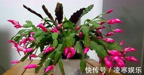 没嫁接的蟹爪兰,移栽有“讲究”,做好第一步,后期养护才简单