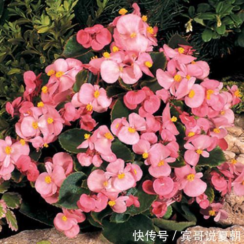 推荐8款小草花，普普通通开花美，是阳台盆栽的“颜值担当”！