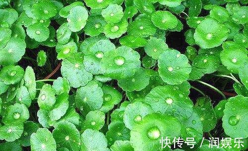 冬瓜冬瓜|得了肾结石不要慌,常吃三种食物能助你排出结石!