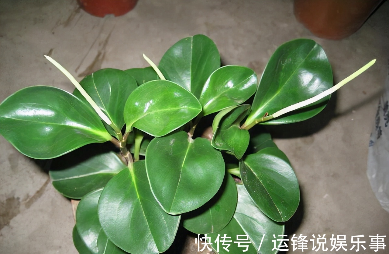 养护|6种花超耐阴,但凡有一丁点散射光,迅速爆满一屋子,美死了