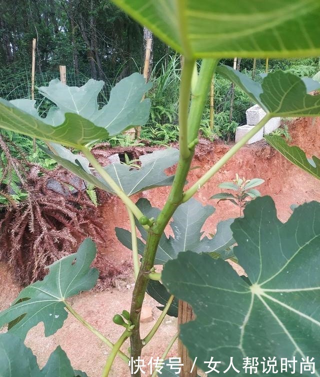 庭院栽种好吃易养的三棵不同品种无花果！