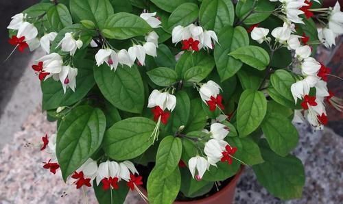 朋友家的盆栽龙吐珠老叶黄不开花,为啥我的爬满围墙,每年都开花