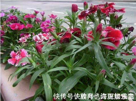 阳台上|7种“有益花”,养在家里身体好,清新空气病菌少,你家还没养