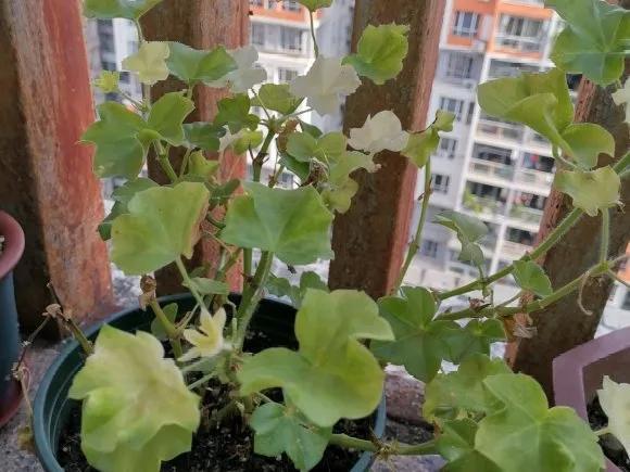 休眠期开花，剪掉才能活，需要一些养护技巧，才能保证安全度夏