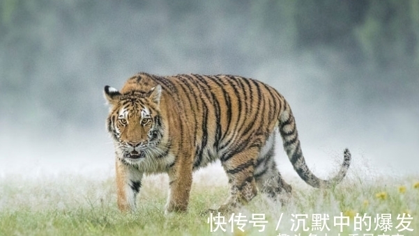 财富|惹不起生肖狗、生肖猪、生肖虎，10月财富堆山积海，事业咸鱼翻身