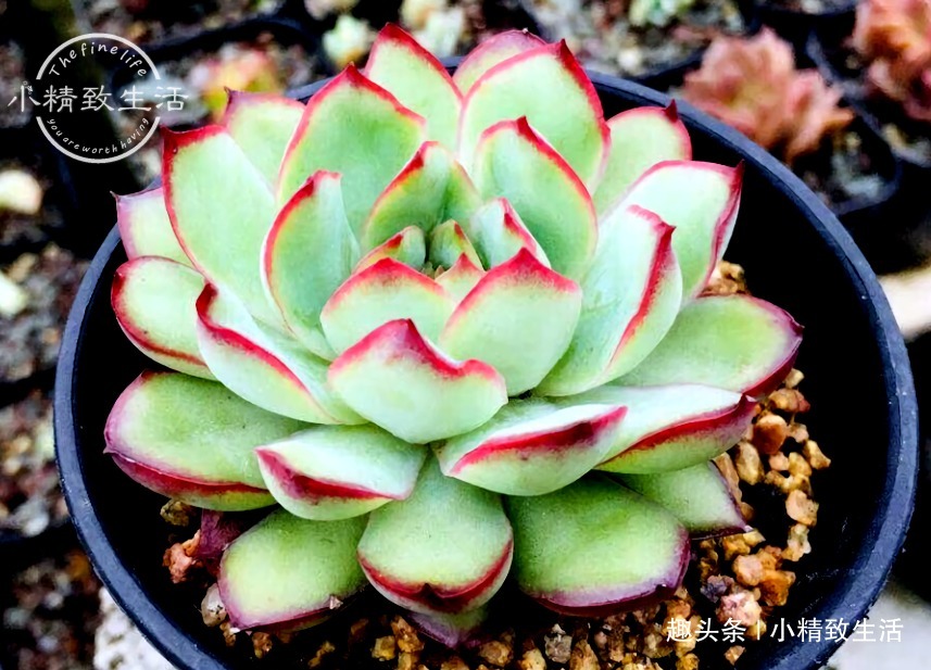 养多肉，土和水是基本，3种土不能用，6种水不能浇，记清楚了