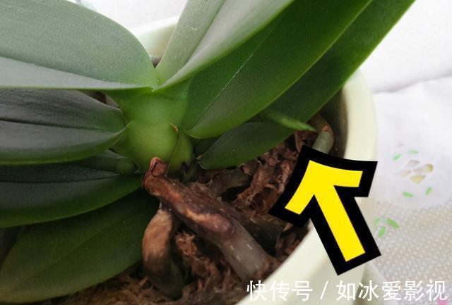 青苔|发现蝴蝶兰花谢后,第一时间该怎么处理才能让它年年开花?