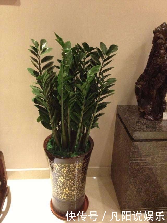 平安树|有钱人最爱养这“3种”树，摆家里绿油油，生活越过越好！