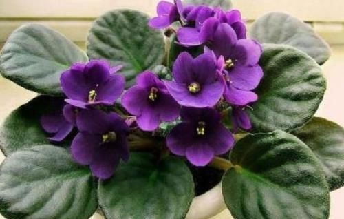 打理|3种花很好养,耐寒易打理,花美色艳,花儿轻松开爆盆