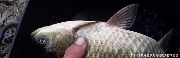 觅食|夏季钓鱼,为啥大鲫鱼很少?大板鲫去哪了?