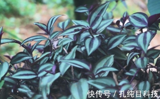 吊竹梅|家中常见绿植是“药材”，清热解毒效果极好，可惜人们不懂