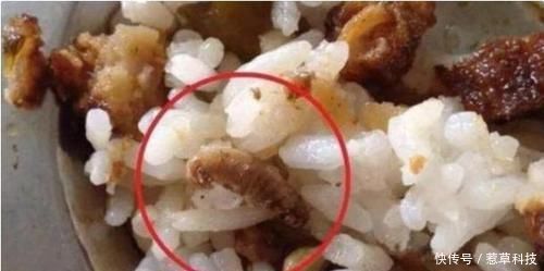 午餐照|老师发来午餐照,“高蛋白”饭菜惹众怒,宝妈你家孩子吃吗