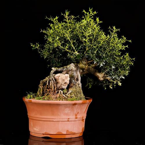 枸骨是制作盆景的好素材，集观形、观叶、观果于一身，还很好养活