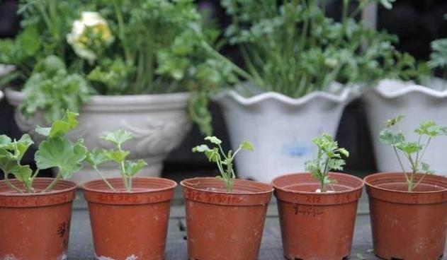 生根|此5种花,花期长又好养,扦插就生根,夏天也一个劲儿的开花
