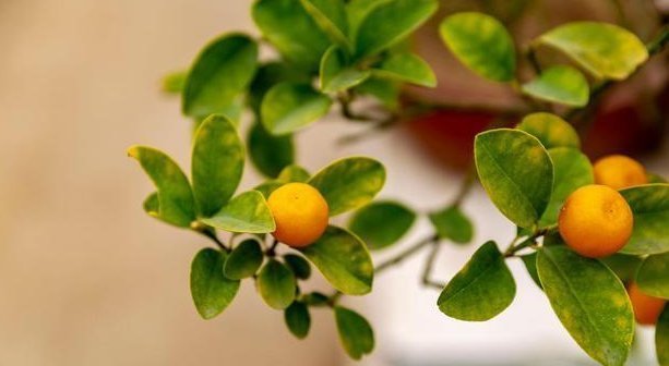 味道|3种“果树”最牛逼,沾土就能活,好养如绿萝,味道有酸有甜