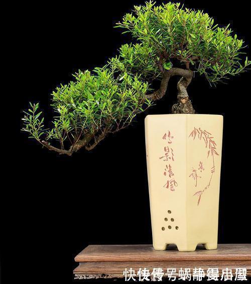 叶片|3种花越养越旺,养成老桩盆景更值钱,摆在家里惬意美好!